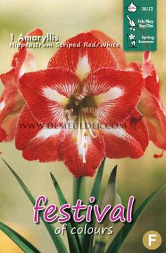 Pre-packed Amaryllis Striped 30/32 (x6x1)