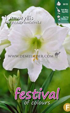 Pre-packed Amaryllis White 30/32 (x6x1)