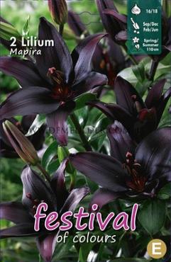 Pre-packed Lilium Mapira 16/18 (x14x2)