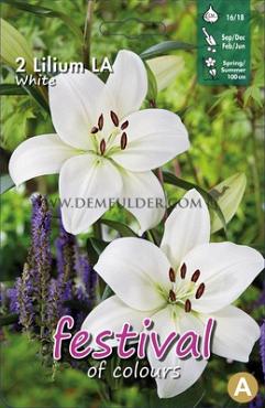 Pre-packed Lilium La White 16/18 (x14x2)