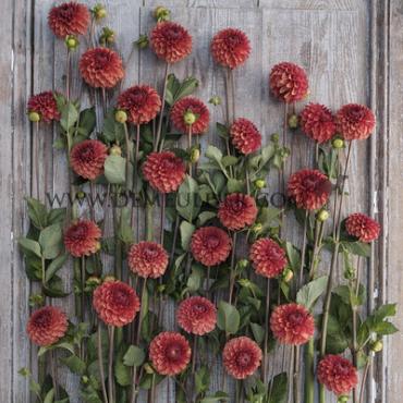 Pre-packed Dahlia Brown Sugar I (x14x1)