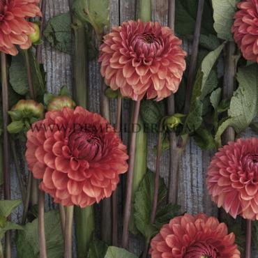 Pre-packed Dahlia Brown Sugar I (x14x1)