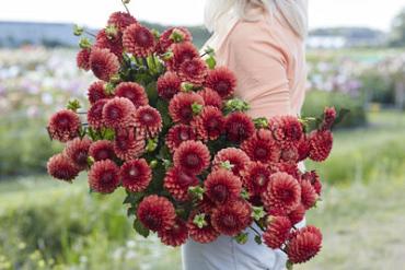 Pre-packed Dahlia Brown Sugar I (x14x1)