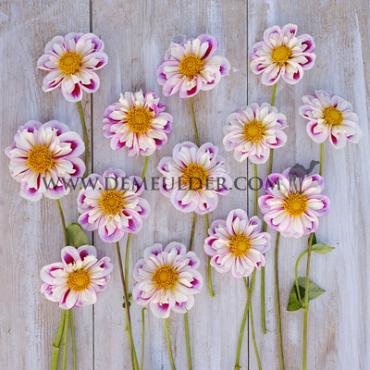 Pre-packed Dahlia Bumble Rumble I (x14x1)