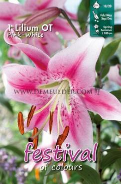 Pre-packed Lilium Pink - White 16/18 (x14x1)