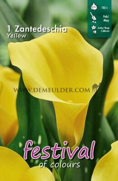Pre-packed Zantedeschia Yellow 18/+ (x14x1)