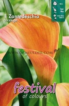 Pre-packed Zantedeschia Orange 18/+ (x14x1)