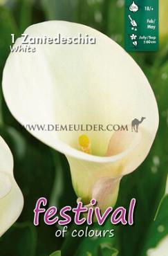 Pre-packed Zantedeschia White 18/+ (x14x1)