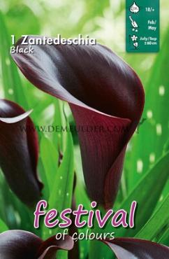 Pre-packed Zantedeschia Black 18/+ (x14x1)