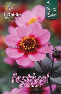 Pre-packed Dahlia Hs Juliet I (x14x1)