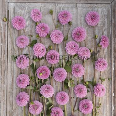 Pre-packed Dahlia Sweet Bouquet Collection 100cm Ball  I (x16x3)
