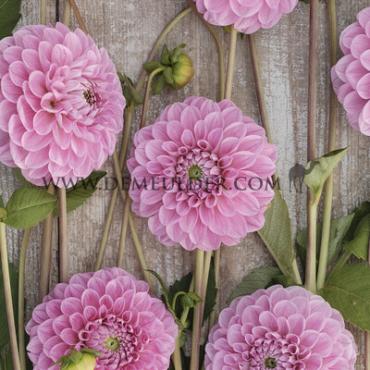 Pre-packed Dahlia Sweet Bouquet Collection 100cm Ball  I (x16x3)