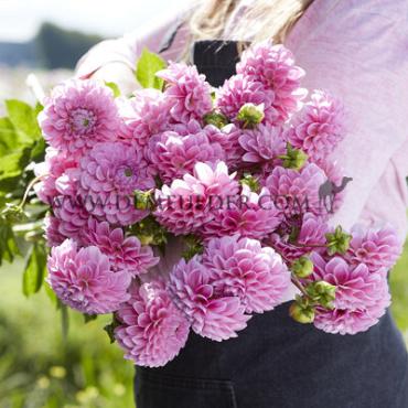 Pre-packed Dahlia Sweet Bouquet Collection 100cm Ball  I (x16x3)