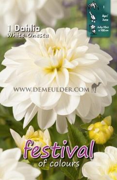 Pre-packed Dahlia White Onesta I (x14x1)