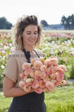Pre-packed Dahlia L.A.T.E. I (x14x1)