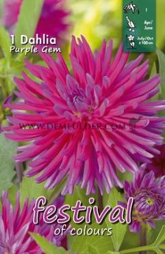Pre-packed Dahlia Purple Gem I (x14x1)