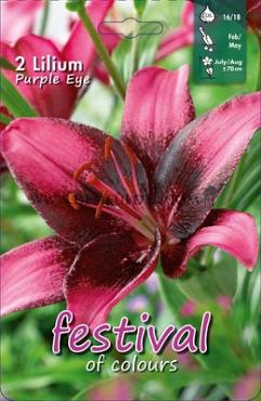 As Purple Eye Festival Spring Lilium Lilium Purple Eye 16/18 (x14x2)