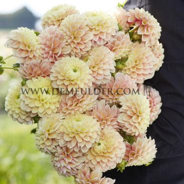 Pre-packed Dahlia Sweet Suzanne I (x14x1)
