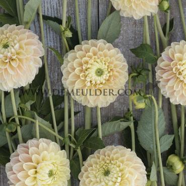 Pre-packed Dahlia Sweet Suzanne I (x14x1)