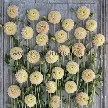 Pre-packed Dahlia Sweet Suzanne I (x14x1)