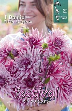 Pre-packed Dahlia Titan Magenta I (x14x1)