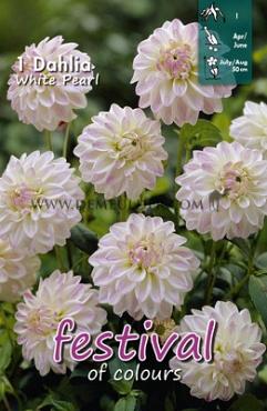 Pre-packed Dahlia White Pearl (Whitetem) I (x14x1)
