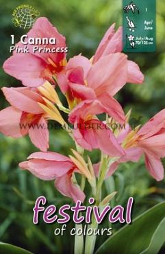 Pre-packed Canna Pink Princess I (x14x1)