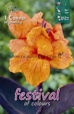 Pre-packed Canna Wyoming I (x14x1)