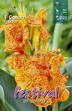 Pre-packed Canna Picasso I (x14x1)