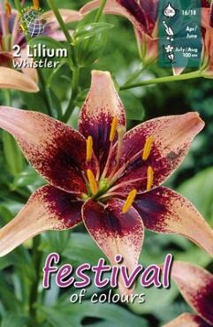 Pre-packed Lilium Whistler 16/18 (x14x2)