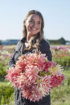 Decorative Dinnerplate Penhill Watermelon Festival Winter Dahlia Dinnerplate Dahlia Penhill Watermelon I (x14x1)