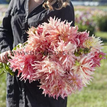 Decorative Dinnerplate Penhill Watermelon Festival Winter Dahlia Dinnerplate Dahlia Penhill Watermelon I (x14x1)