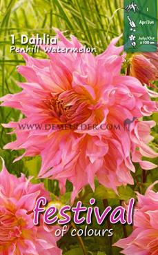 Decorative Dinnerplate Penhill Watermelon Festival Winter Dahlia Dinnerplate Dahlia Penhill Watermelon I (x14x1)