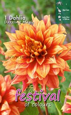 Decorative Medium Flowered Dazzling Magic Festival Winter Dahlia Medium Flowered Dahlia Dazzling Magic I (x14x1)