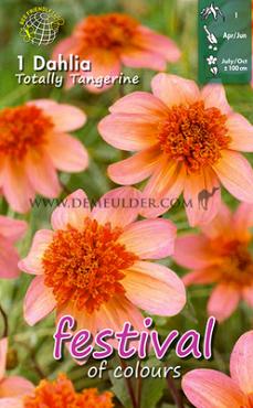 Anemone Flowered Totally Tangerine Festival Winter Dahlia Anemone Flowered Dahlia Totally Tangerine I (x14x1)