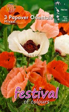 Oriental Mix Festival Spring Perennials Papaver Oriental Mix I (x14x3)