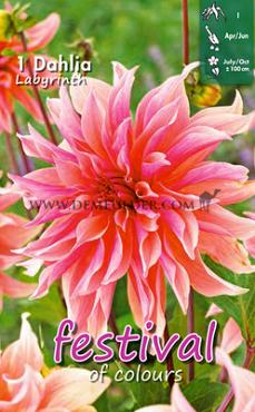 Decorative Large Flowered Labyrinth Festival Winter Dahlia Large Flowered Dahlia Labyrinth I (x14x1)