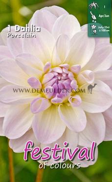 Waterlily Porcelain Festival Spring Dahlia Waterlily Dahlia Porcelain I (x14x1)