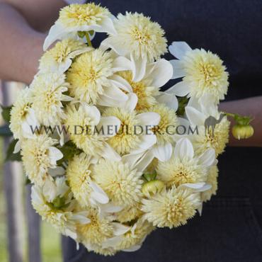 Anemone Flowered Platinum Blonde Festival Winter Dahlia Anemone Flowered Dahlia Platinum Blonde I (x14x1)