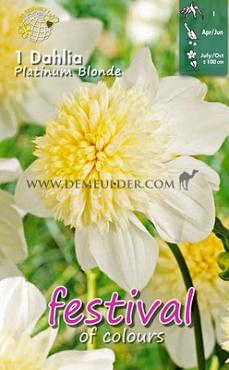 Anemone Flowered Platinum Blonde Festival Spring Dahlia Anemone Flowered Dahlia Platinum Blonde I (x14x1)