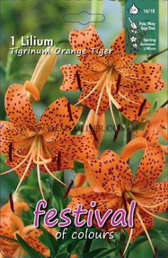 Dv Tigrinum Oranje Festival Spring Lilium Lilium Tigrinum Oranje 16/18 (x14x1)