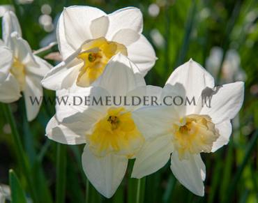 Narcissus Papillon Blanc 14/16 (x250)