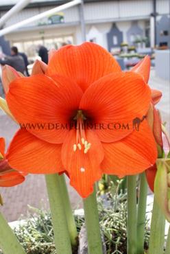 Galaxy Orange Festival Spring Amaryllis Amaryllis Orange 30/32 (x6x1) (Winter)