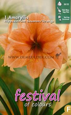 Pre-packed Amaryllis Orange 30/32 (x6x1)