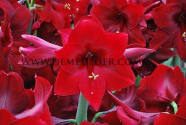 Galaxy Red Festival Spring Amaryllis Amaryllis Red 30/32 (x6x1) (Winter)