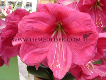 Pink Festival Spring Amaryllis Amaryllis Pink 30/32 (x6x1) (Winter)