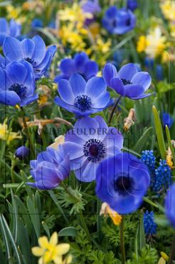 Coronaria Mr. Fokker Festival Spring Miscellaneous Anemone Mr. Fokker 7/8 (x14x10) (Winter)