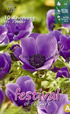 Pre-packed Anemone Mr. Fokker 7/8 (x14x10)