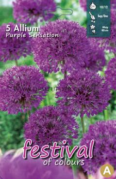 Allium Purple Sensation 10/12 (x12x5)
