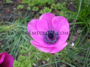 Coronaria Sylphide Festival Spring Miscellaneous Anemone Sylphide 7/8 (x14x10) (Winter)